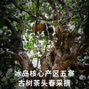 吉顺号冰岛头春古树普洱龙珠茶 生茶 小沱茶 250克/罐 免费试喝50g！ 商品缩略图1