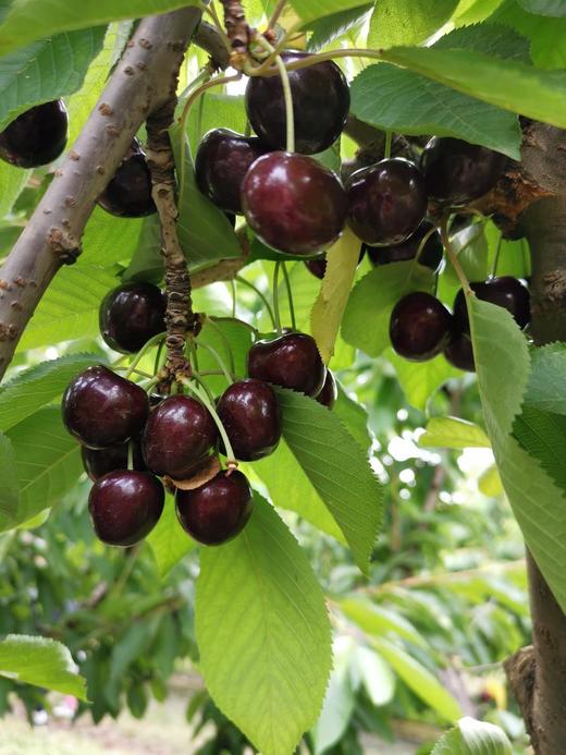 【心心念念的2021年澳洲车厘子】抢先尝，80多年历史的老牌果园CherryHillorchards空运车厘子出口一级果觅食 商品图10
