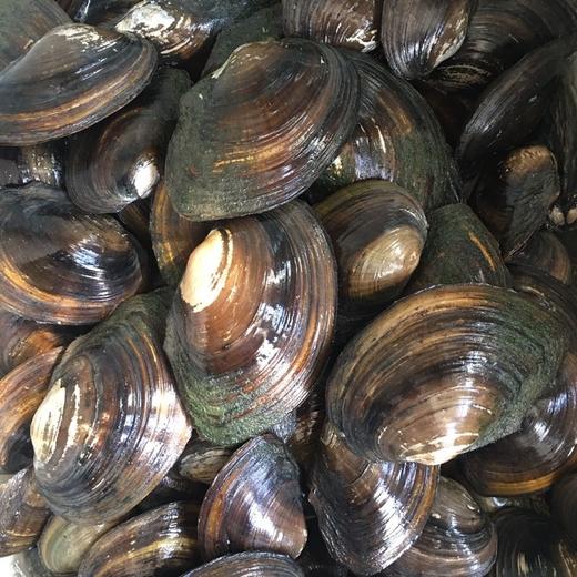 河蚌肉,1份3斤装 - 美辉龙海鲜(马王堆总店)