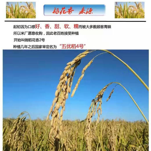 【产地直发包邮】有机五常稻花香米 商品图2
