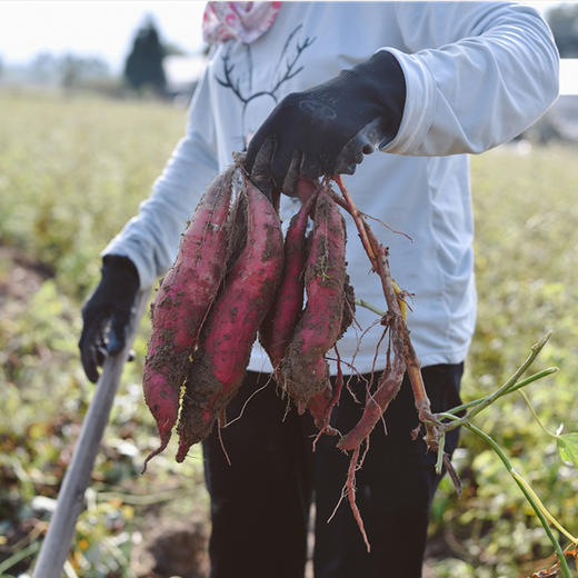 候物 人参红薯 红心地瓜蜜薯  5斤/箱 商品图2