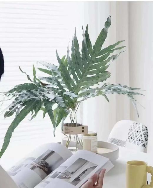 【超长待机】网红叶(贯众厥)  8-9枝/扎 商品图1