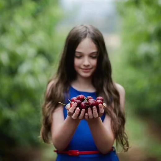 【心心念念的2021年澳洲车厘子】抢先尝，80多年历史的老牌果园CherryHillorchards空运车厘子出口一级果觅食 商品图3