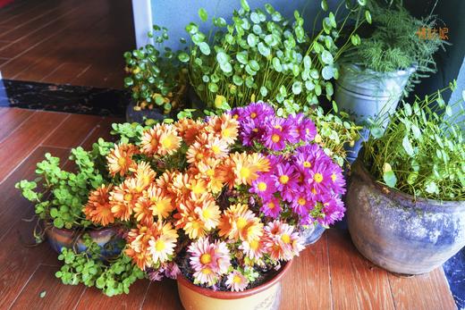 德州慢姑娘喜悦源轰趴馆 商品图8