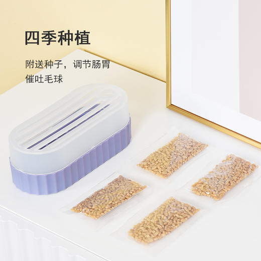 派可为猫草种子籽无土水培懒人盆栽成幼猫咪薄荷零食用品 商品图3