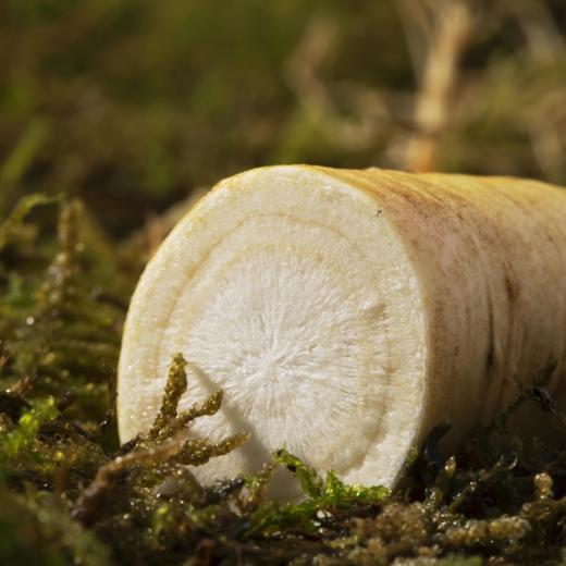 2022鲜参上市 益盛 长白山有机鲜人参礼盒2支装[D类] 商品图7