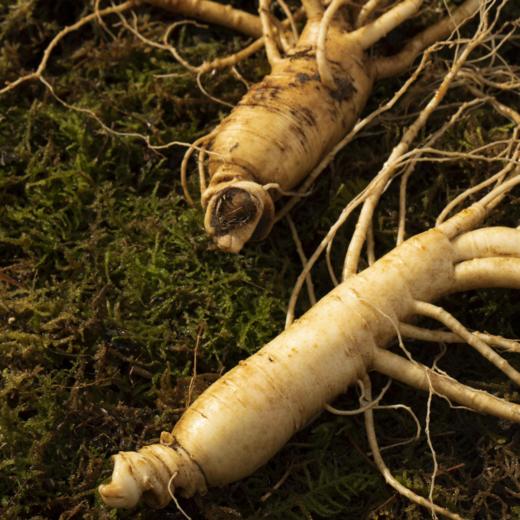 2022鲜参上市 益盛 长白山有机鲜人参礼盒2支装[D类] 商品图6