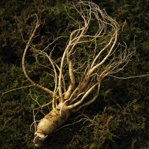 2022鲜参上市 益盛 长白山有机鲜人参礼盒2支装[D类] 商品图2