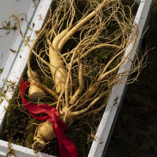 2022鲜参上市 益盛 长白山有机鲜人参礼盒2支装[D类] 商品图9