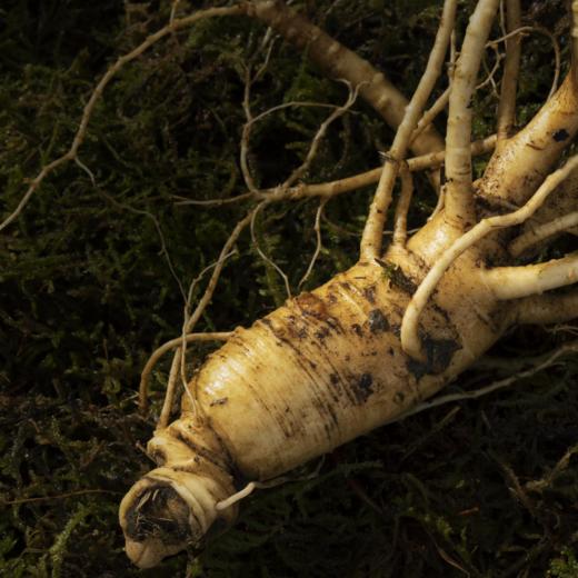 2022鲜参上市 益盛 长白山有机鲜人参礼盒2支装[D类] 商品图3