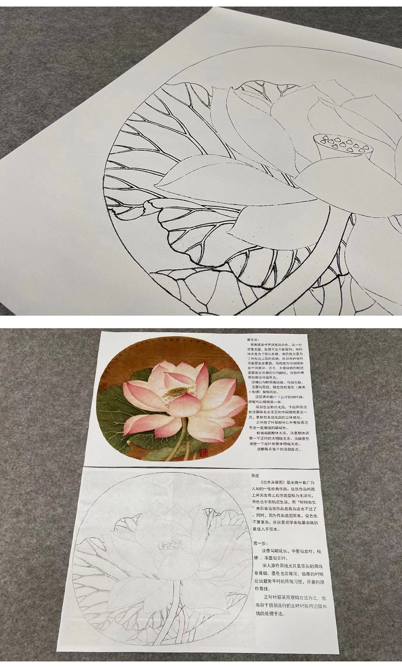 有步骤大彩图李晓明工笔花鸟画白描底稿牡丹小品出水芙蓉图多种白描