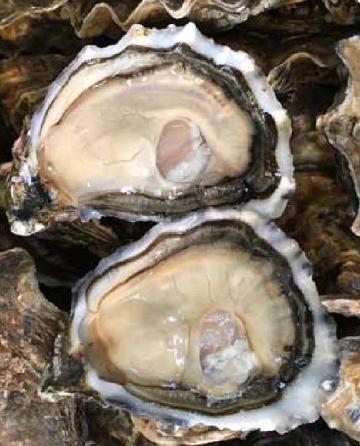 【单只现货】艾丽雅绿翡翠生蚝 N1 (Elegance Green Emerald oyster) 商品图0