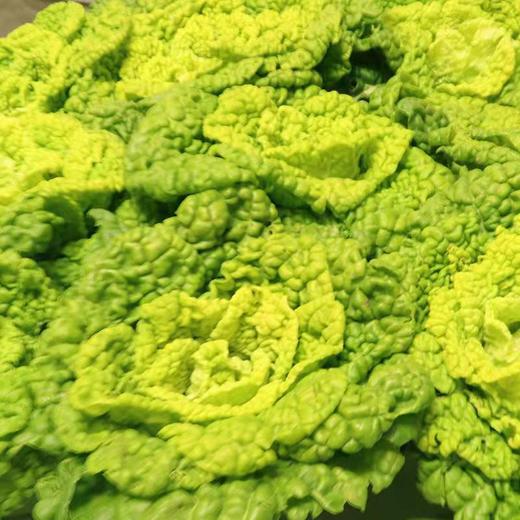 黄心菜5斤 商品图1