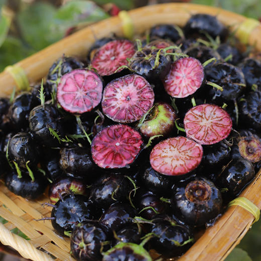 云南高原红果参    酸甜香脆  果实饱满肉厚甜脆  果实饱满   花青素含量超高 商品图3