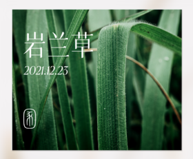 那些闻起来很香的植物