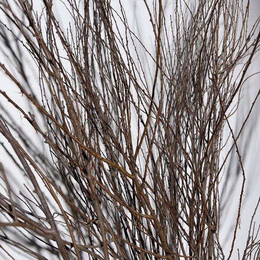 叶材 ｜ 干枝雪柳 商品图1