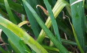 大葱种植病害防治——霜霉病