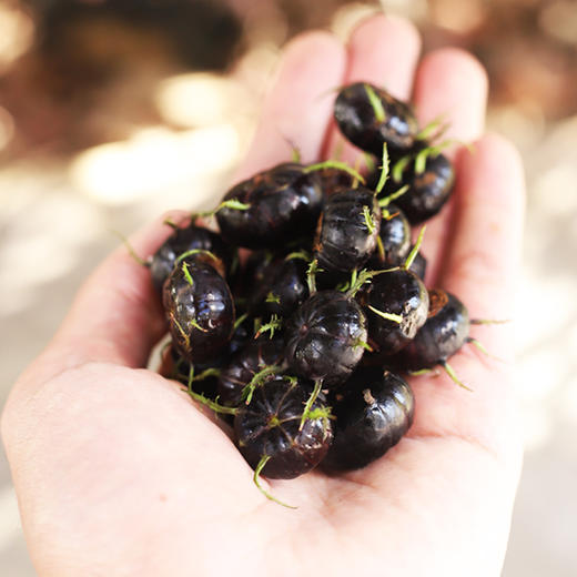 云南高原红果参    酸甜香脆  果实饱满肉厚甜脆  果实饱满   花青素含量超高 商品图2