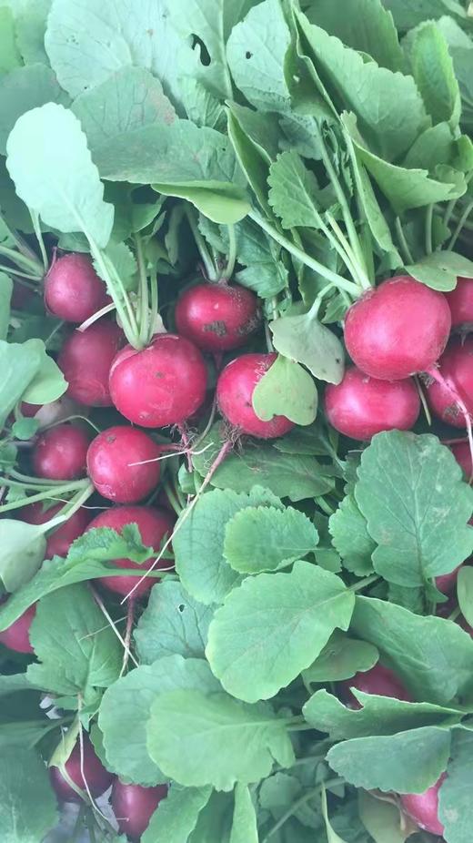 鸿翠园 有机小红丁 商品图4