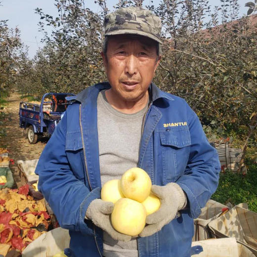 山东黄金奶油富士苹果，苹果中的“土豪金”，晚熟45天，自带奶油香气，金黄诱人，爽脆飚汁~ 商品图0