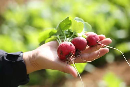 鸿翠园 有机小红丁 商品图2