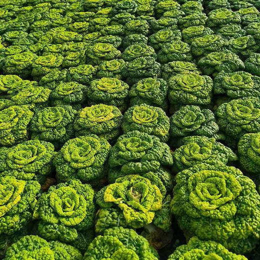 黄心菜5斤 商品图3