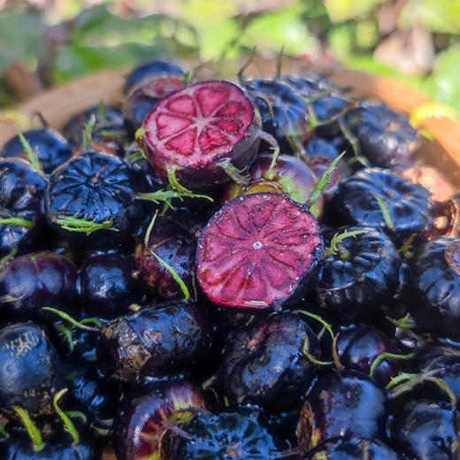 云南高原红果参    酸甜香脆  果实饱满肉厚甜脆  果实饱满   花青素含量超高 商品图4