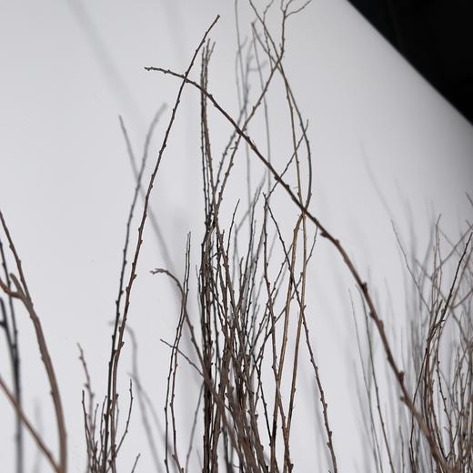 叶材 ｜ 干枝雪柳 商品图2