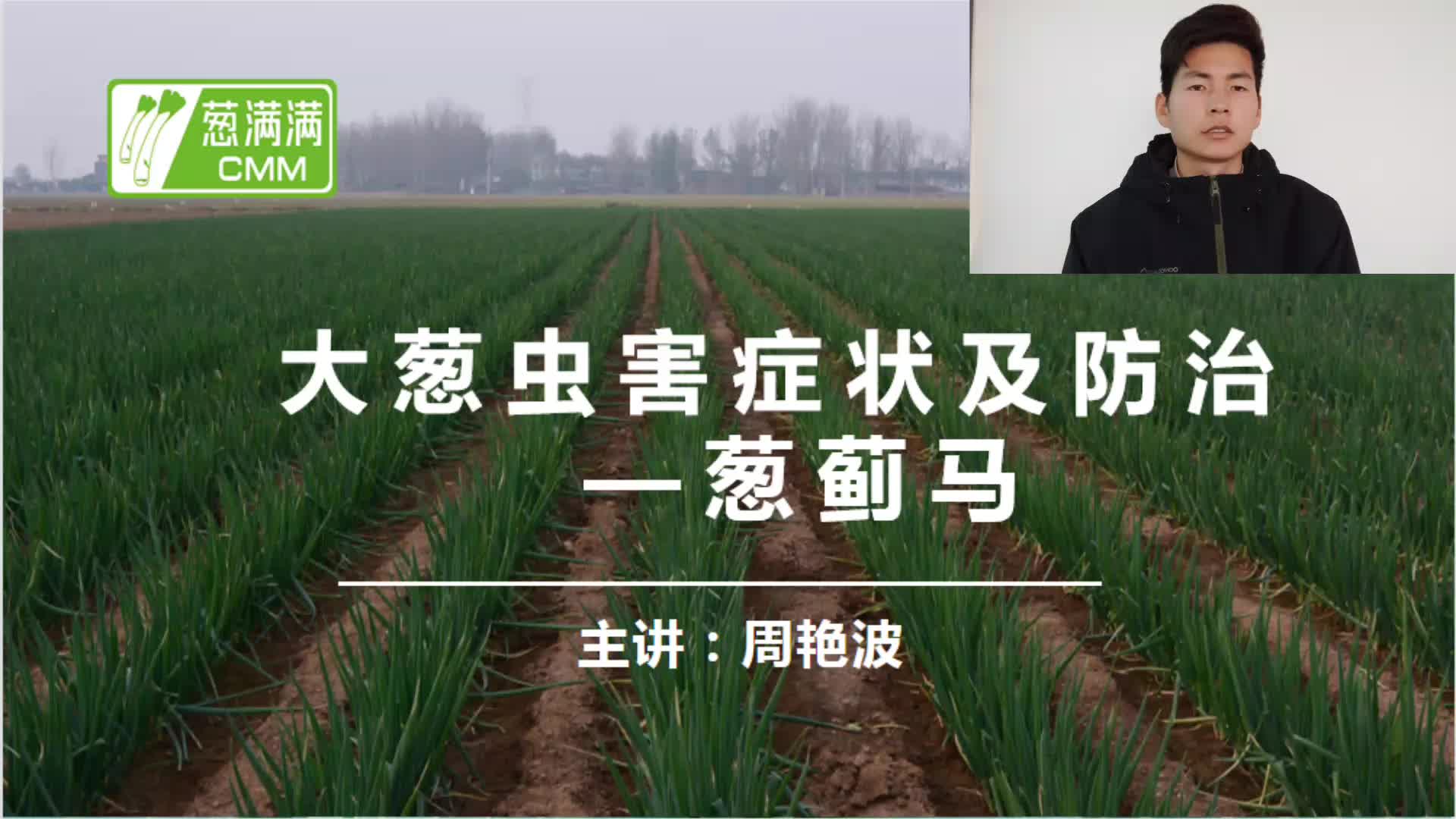 大葱虫害防治——葱蓟马