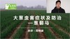 大葱虫害防治——葱蓟马 商品缩略图0