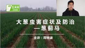 大葱虫害防治——葱蓟马