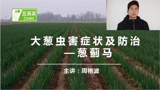 大葱虫害防治——葱蓟马 商品图0