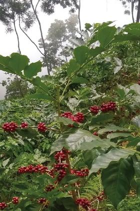  从种子到杯子，可持续的Cavell瑰夏咖啡 