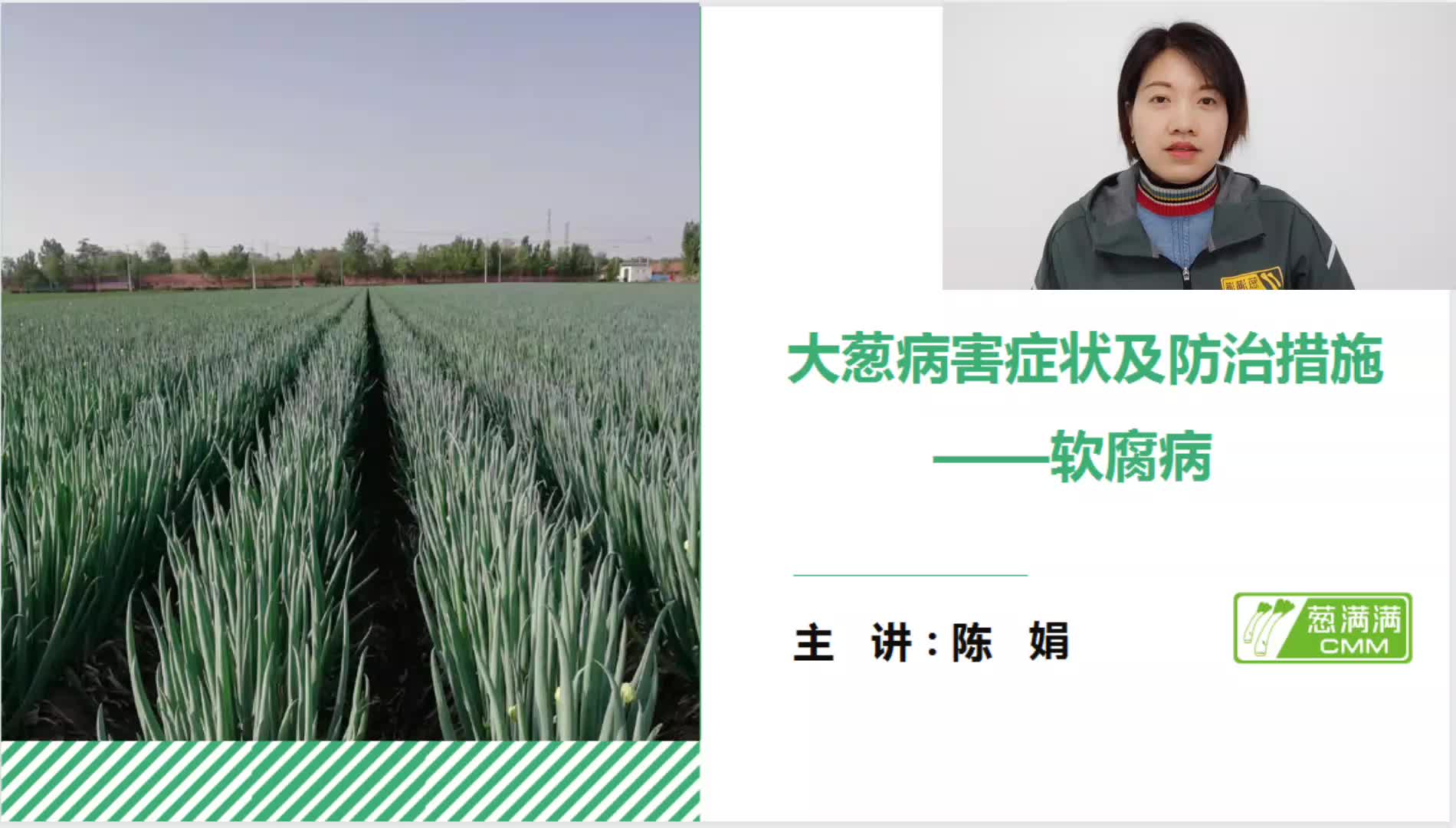 大葱病害防治——软腐病