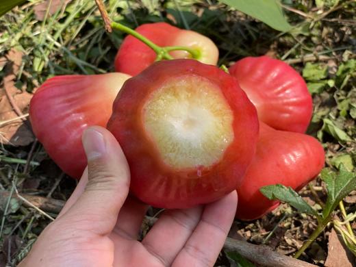 海南牛奶莲雾 商品图3