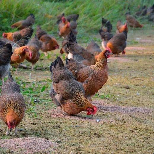 配得起做白切鸡！广东清远麻鸡1000克国家地理标志产品！肉嫩味足，百搭食材 商品图3