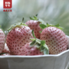 【品质精选】高原菠萝莓白草莓600g（±30g）礼盒装顺丰空运 商品缩略图6