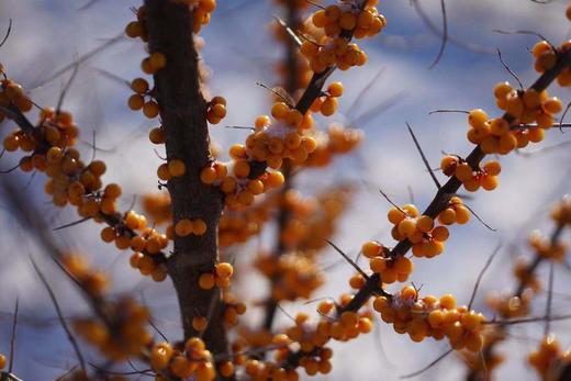 沙棘原浆内蒙古沙漠之花出品50ml/瓶10瓶/箱2箱装 商品图3