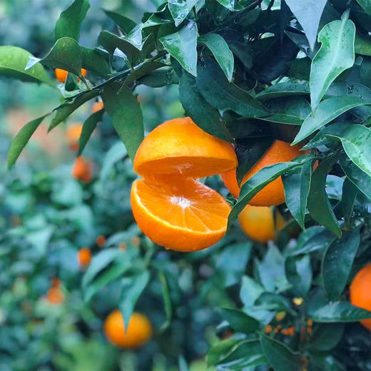 【顶级爱媛只有不到1%的人能吃得到】可以“吸”着吃的橙子皮薄肉厚甜蜜爆汁满满维C精选大果橙意满满5斤装只做核心产区树上熟的一级果甜度不够13坚决不摘 商品图10