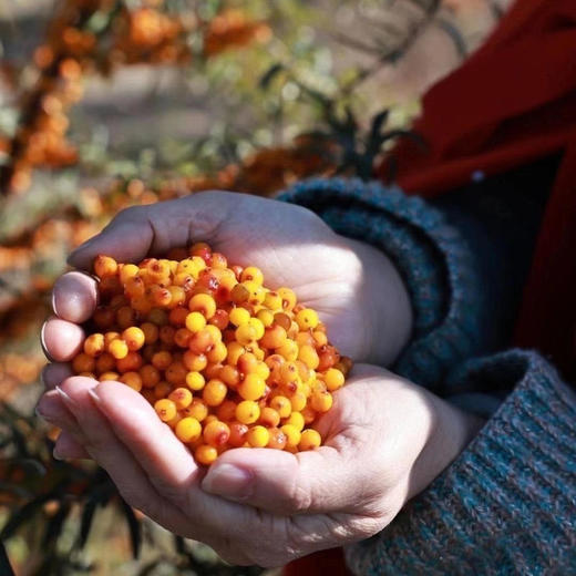 沙棘原浆内蒙古沙漠之花出品50ml/瓶10瓶/箱2箱装 商品图5