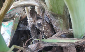 大葱种植病害防治——菌核病