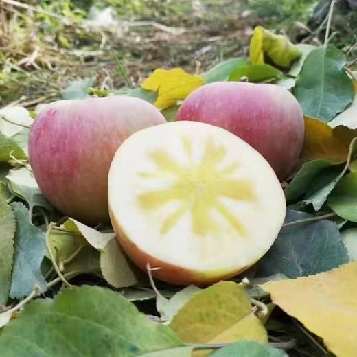 新疆阿克苏冰糖心苹果 特级大果 商品图0