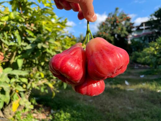 海南牛奶莲雾 商品图6