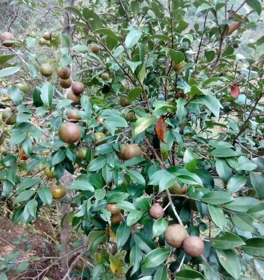 茶油 山茶油 茶籽油 传统方式压榨 食用 外用 老少皆宜 商品图3