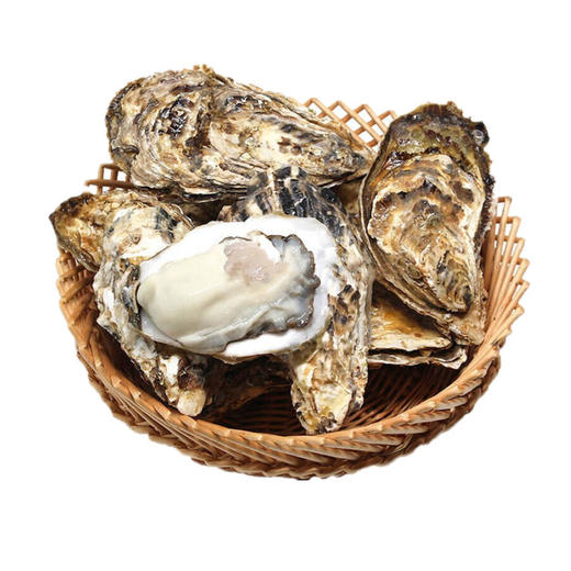 【一入蚝门深似海】真正乳山生蚝乳山核心产区国内生蚝的天花板完美媲美国外顶级生蚝5斤/箱（6~8个）个大肉美营养丰富国家地理标志 商品图7