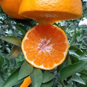 如何挑选春见耙耙柑