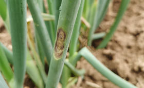 大葱种植病害防治——紫斑病
