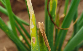 大葱种植病害防治——葱疫病