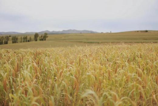 【2021年新米赤峰有机小米】米油丰富好口感健脾养胃内蒙古赤峰毛毛谷小米500g*5包一共5斤装 商品图8