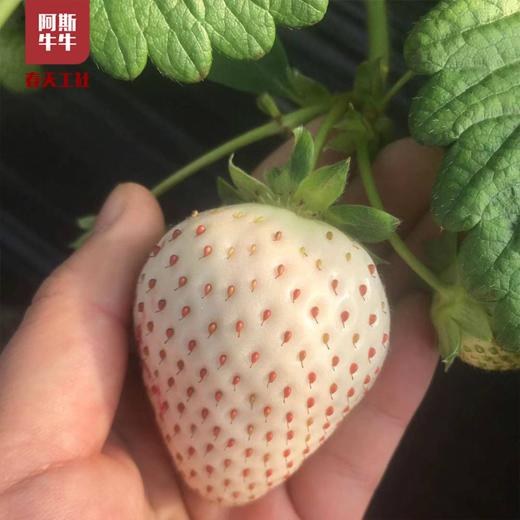 【品质精选】高原菠萝莓白草莓600g（±30g）礼盒装顺丰空运 商品图4